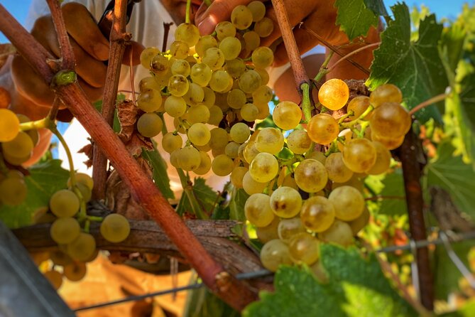Valle Del Sole Tour and Tasting of Our Top Wines - Tasting Our Top Wines