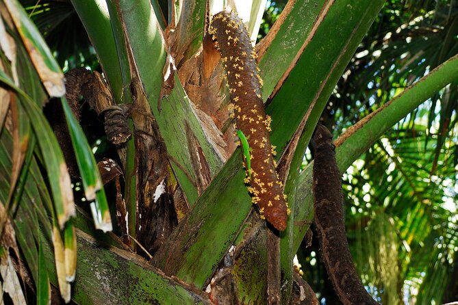 Vallee De Mai Tour (From Praslin) - Included in the Tour