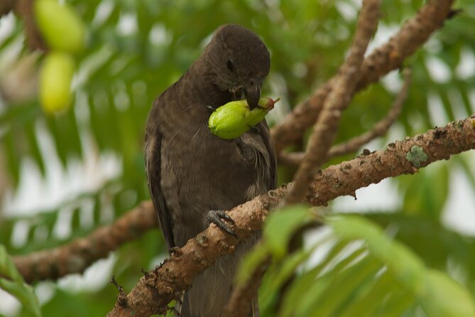Vallee De Mai Tour (From Praslin) - Additional Information
