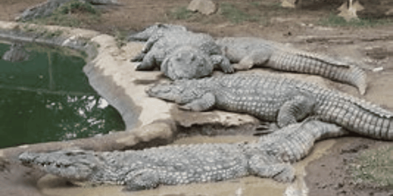 Valley of 1000 Hills PheZulu Safari Park and Inanda Dam - Itinerary Highlights