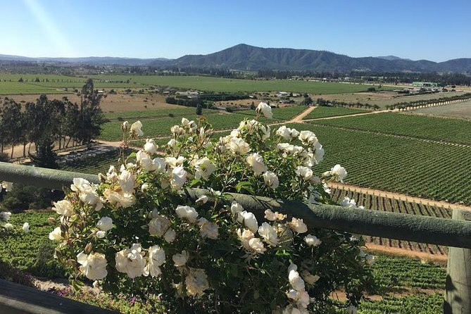Valley of Casablanca - Traveler Reviews Highlights
