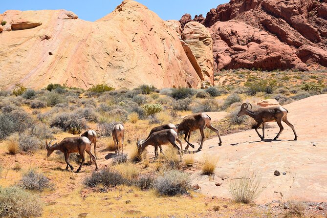 Valley of Fire and Lost City Museum Tour From Las Vegas - Tour Activities and Highlights