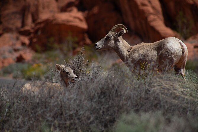 Valley of Fire Guided Hiking Tour and Mojave Desert Adventure - Health and Safety Guidelines