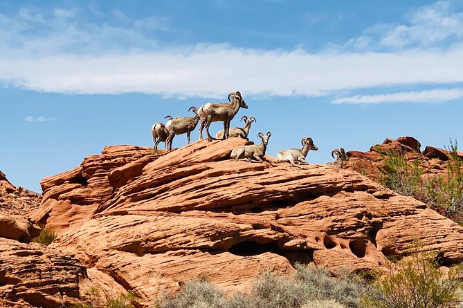 Valley of Fire Guided Tour From Las Vegas - Frequently Asked Questions
