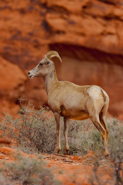 Valley Of Fire: Red Sands Adventure Las Vegas Wildlife - Essential Packing and Preparation Tips