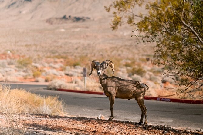 Valley of Fire Scenic VIP Small Group Tour From Las Vegas - Inclusions