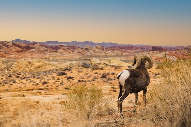 Valley of Fire Sunset Tour From Las Vegas - Cancellation Policy