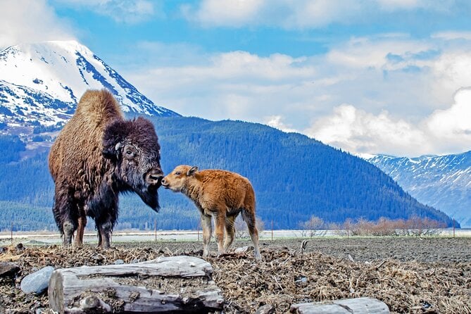 Valley of Glaciers Experience With Portage Glacier Cruise and Wildlife Tour - Scenic Turnagain Arm Drive