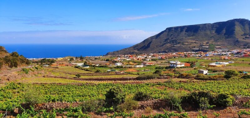 Valley of Tegueste : Wine Tour & Taste in El Lomo Winery - Highlights of the Experience