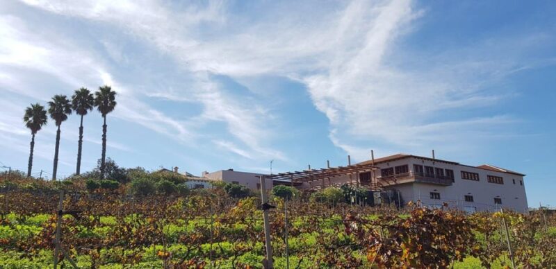 Valley of Tegueste: Wine Tour With Tasting at El Lomo Winery - Wine and Food Experience