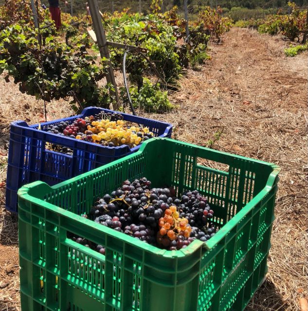 Valley of Tegueste: Wine Tour With Tasting at El Lomo Winery - About the Winery