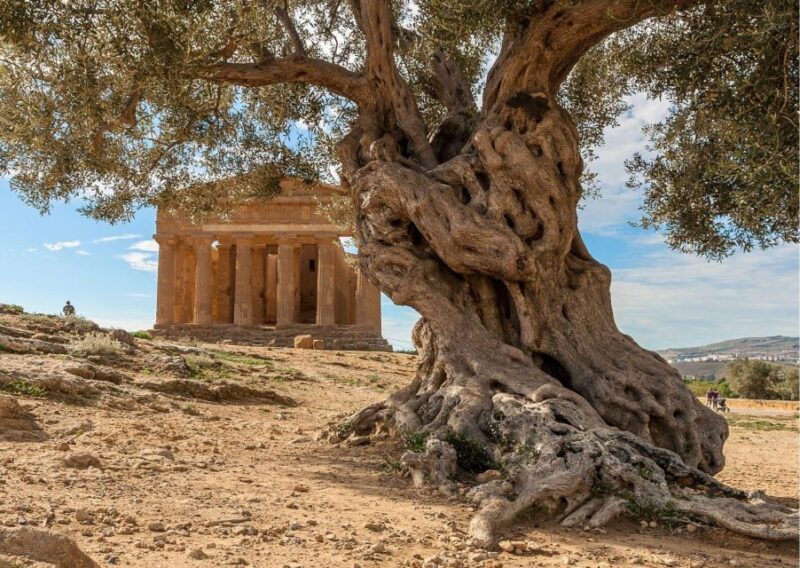 Valley of the Temples and Villa Romana Multi-Language Tour - Customer Reviews and Feedback