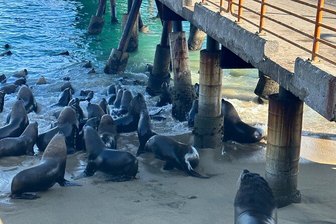 Valparaiso, Viña Del M, Vineyard Testing, Sea Lions, Boat Ride - Cerro Alegre & Conception Elevators