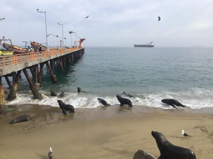 Valparaiso, Viña Del Mar, Winery, Sea Lions & Boat Ride - Pacific Ocean Boat Ride