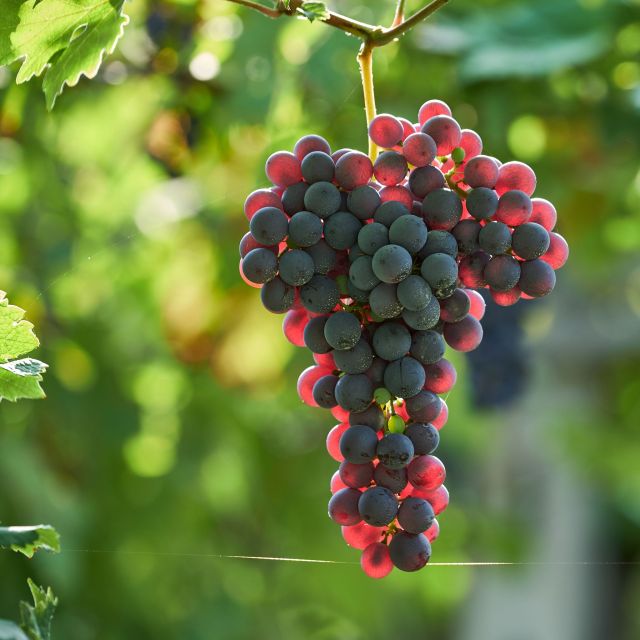 Valpolicella: Amarone Experience With Cantina Visit - Winerys Four Generations