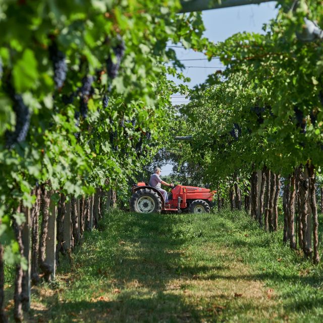 Valpolicella: Amarone Experience With Cantina Visit - Complimentary Winery Gift