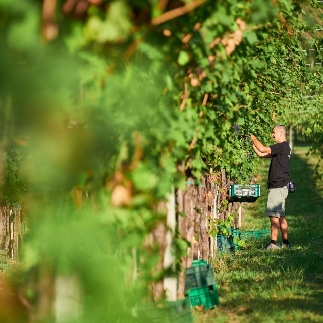 Valpolicella: Amarone Experience With Cantina Visit - Pickup and Return Service