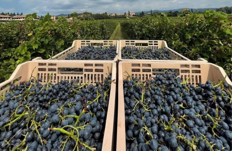 Valpolicella: Boutique Winery Tour and Tasting - Venue and Accessibility