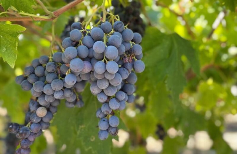 Valpolicella: Boutique Winery Tour and Tasting - Important Information