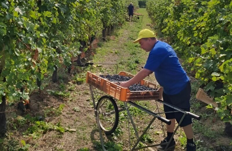 Valpolicella: Boutique Winery Tour and Tasting - Grape Cultivation Methods