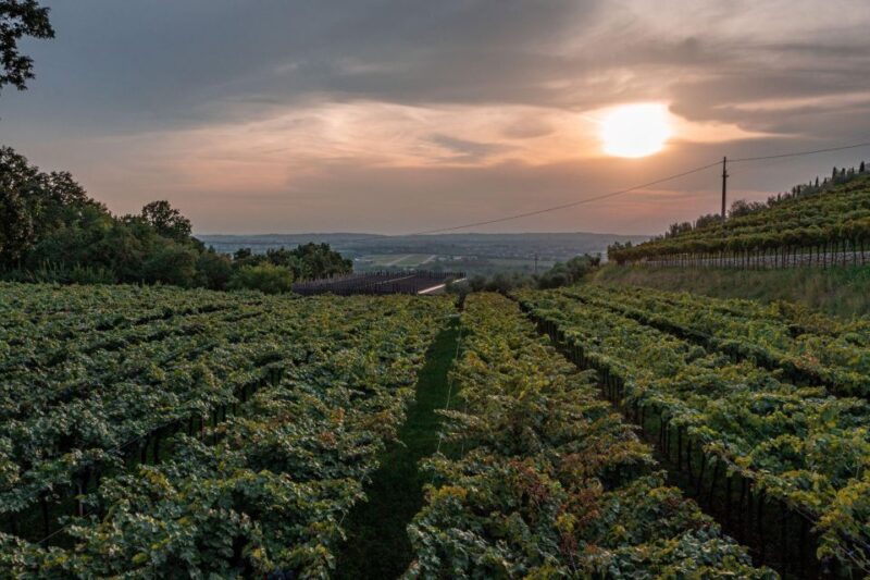 Valpolicella: Guided Tour & Exclusive Tasting – Hidden Gems - Guided Tour Features