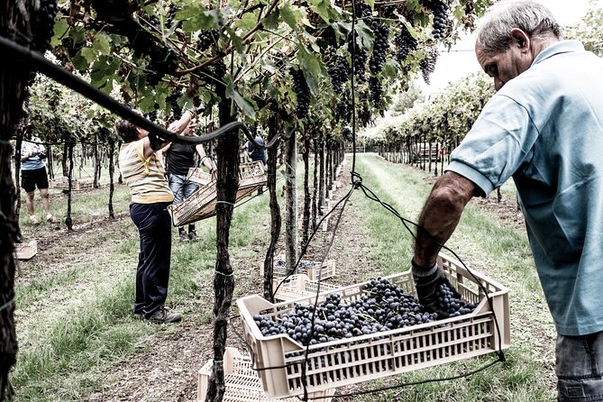 Valpolicella Wine Tasting Experience & Light Lunch - Logistics and Meeting Details