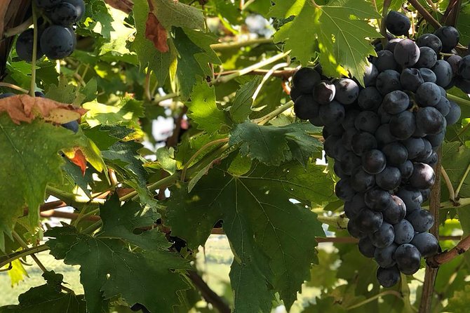 Valpolicella Winetour From Venice: Taste Amarone With Sommelier - Inclusions