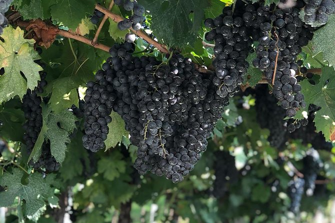 Valpolicella Winetour From Venice: Taste Amarone With Sommelier - Accessibility and Participation