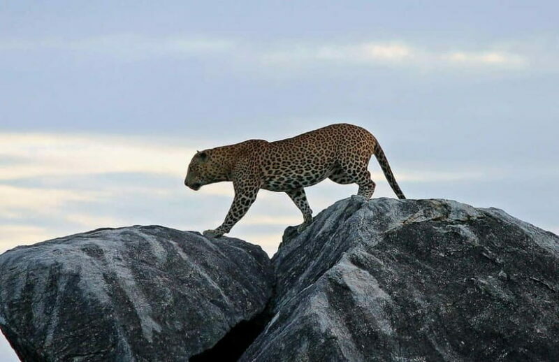Value Tour: One Day Safari Trip to Yala & Udawalawe w/ Lunch - Key Points