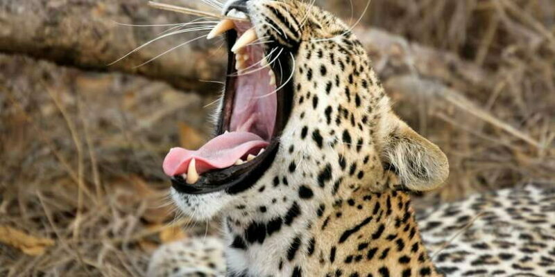 Value Tour: One Day Safari Trip to Yala & Udawalawe w/ Lunch - The Journey Begins: From Your Accommodation to Sri Lanka’s Wildlife Heartland