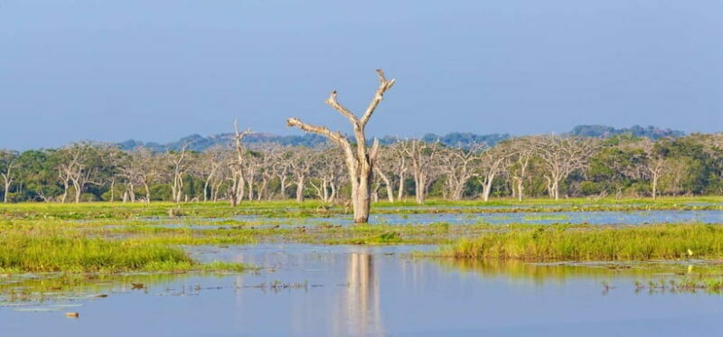 Value Tour: One Day Safari Trip to Yala & Udawalawe w/ Lunch - Udawalawe National Park: In Search of Elephants