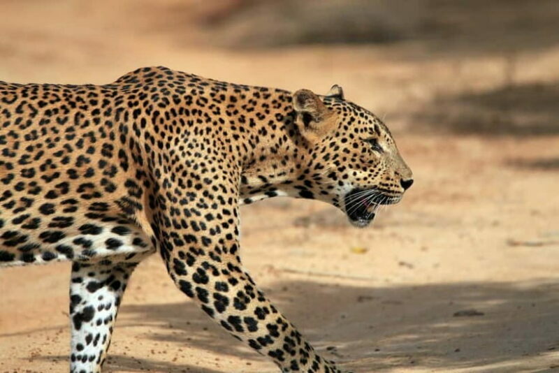 Value Tour: One Day Safari Trip to Yala & Udawalawe w/ Lunch - Who Will Love This Tour?