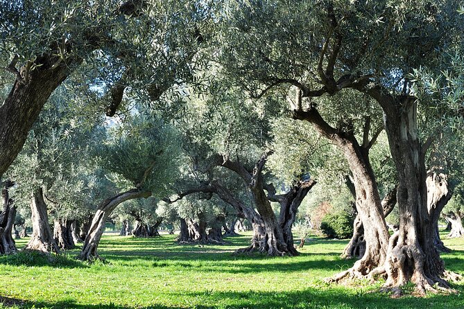 Van Goghs Provence & Roman Sites - Small-Group Day Trip - Additional Information