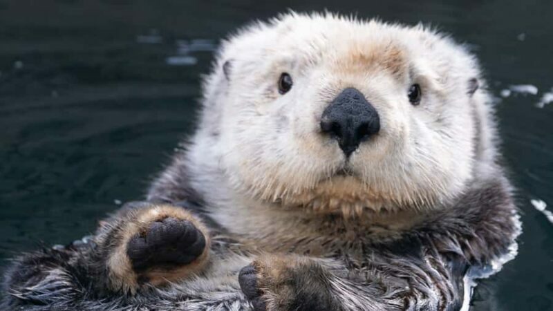 Vancouver Aquarium: Skip-the-Line Ticket - Key Points