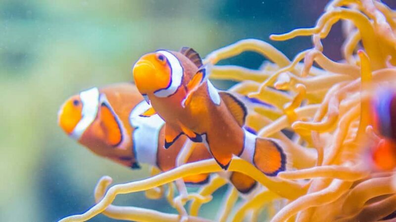 Vancouver Aquarium: Skip-the-Line Ticket - Accessibility, Facilities, and Practical Details