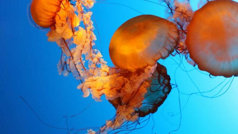 Vancouver Aquarium: Skip-the-Line Ticket - Final Thoughts: Is the Vancouver Aquarium Worth It?