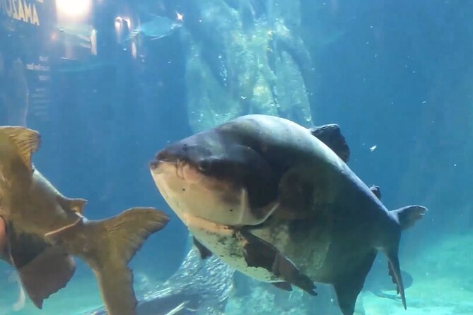 Vancouver AquariumTickets - Pricing and Guarantee