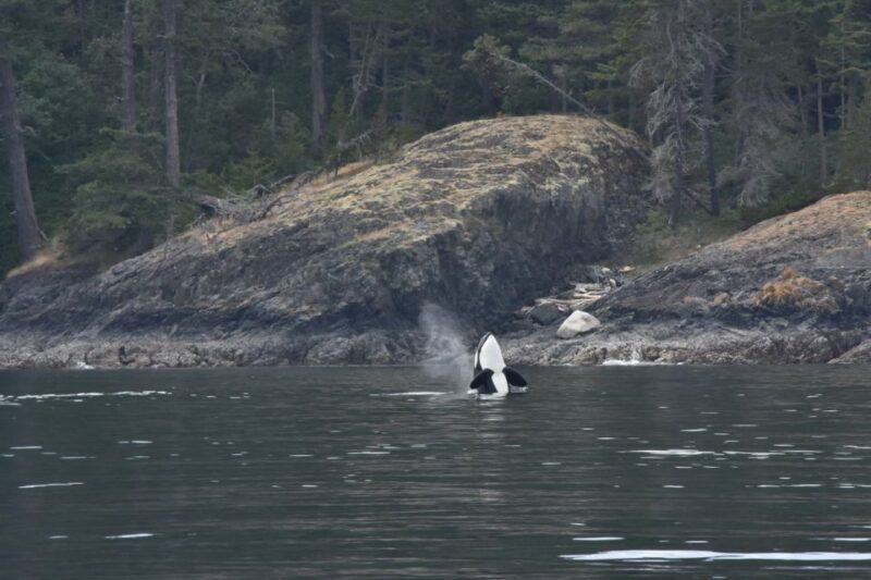 Vancouver, BC: Whale Watching Tour - Spotting Marine Wildlife