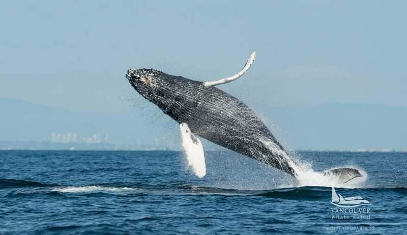 Vancouver, BC: Whale Watching Tour Small Zodiac with Guide - Wildlife Sightings and Scenic Beauty