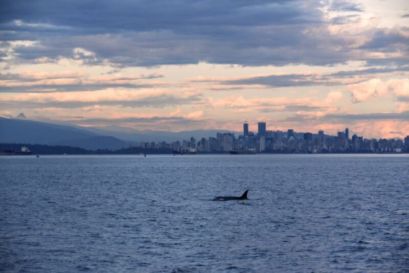 Vancouver, BC: Whale Watching Tour - Tour Inclusions and Features
