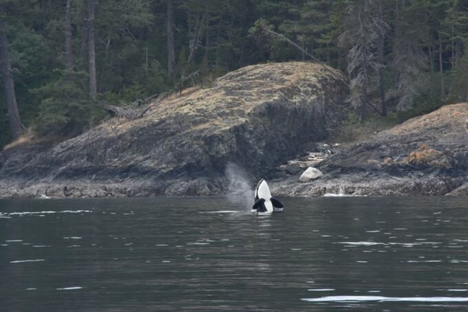 Vancouver, BC: Whale Watching Tour - Tour Options and Highlights