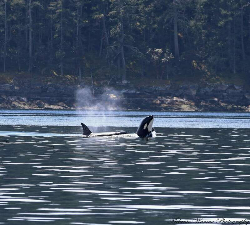 Vancouver, BC: Whale Watching Tour with Guide - An Honest Look at What to Expect