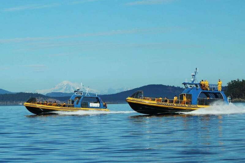 Vancouver, BC: Whale Watching Tour with Guide - Authentic Perspectives from Travelers