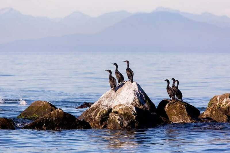 Vancouver, BC: Whale Watching Tour with Guide - Practical Tips for a Great Experience