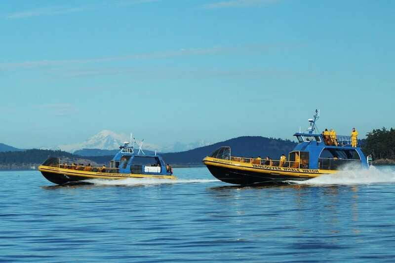Vancouver, BC: Whale Watching Tour with Guide - Who Is This Tour Best For?
