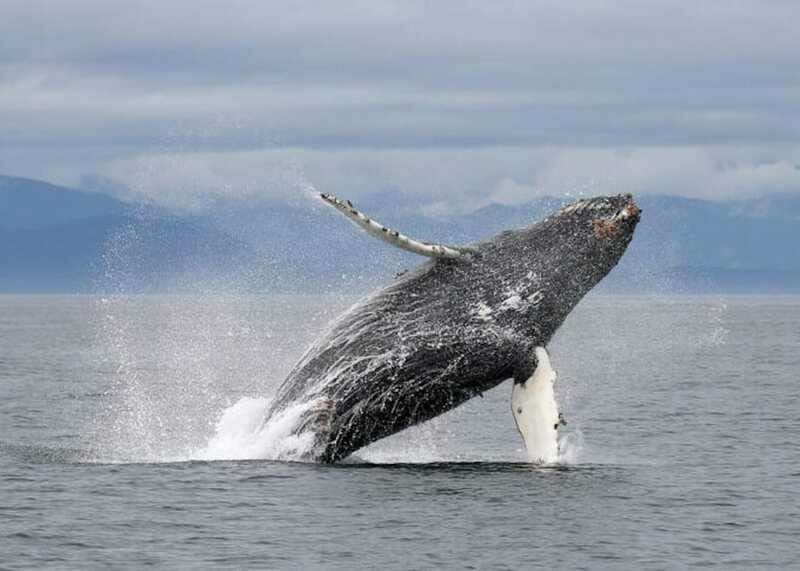Vancouver, BC: Whale Watching Tour with Guide - The Sum Up