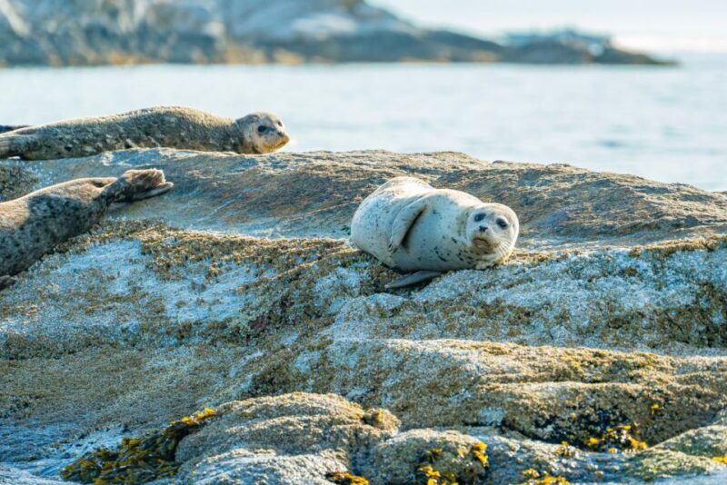 Vancouver: City and Seal Boat Tour - Meeting Information