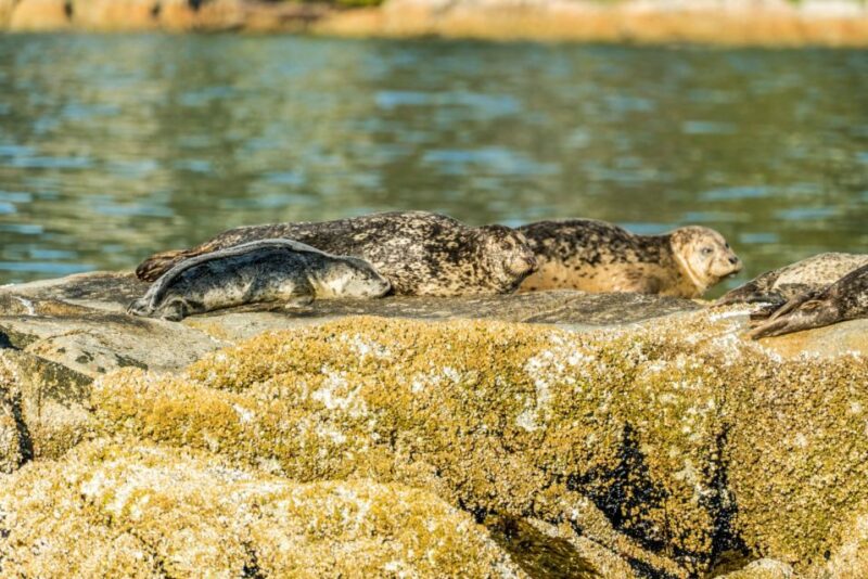 Vancouver: City and Seal Boat Tour - Customer Reviews
