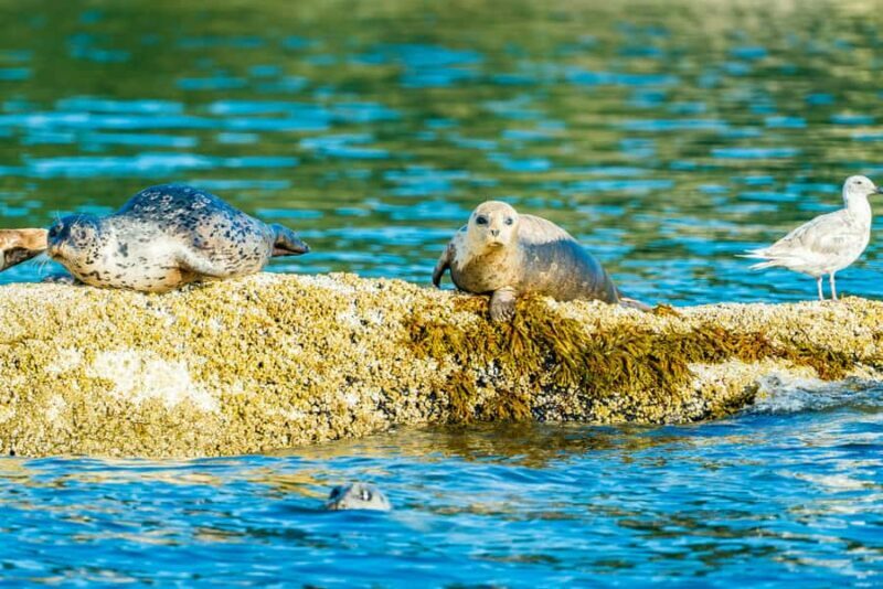Vancouver: City and Seals Boat Tour - An Honest Look at the Experience