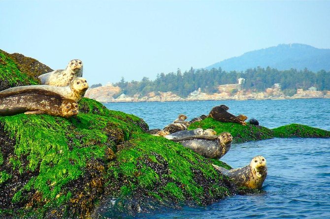Vancouver City and Seals Scenic Boat Tour by Vancouver Water Adventures - Attractions and Points of Interest